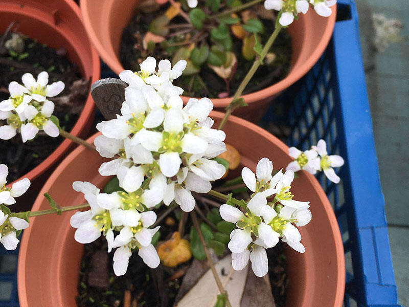 8 and 9cm pots Our standard size plants, grown in a variety of second hand pots. £4.50
