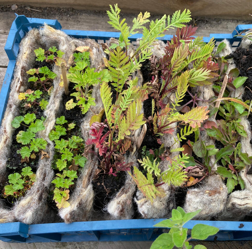 Jumbo Plugs Extra big plug plants at 4x4x9cm. Ideal for mass planting. £2