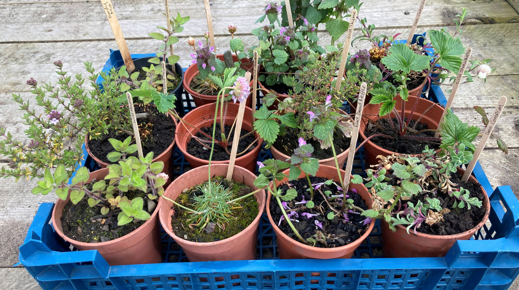 Mix packs and suggestions Get in touch to chat about mixes suitable for different conditions.