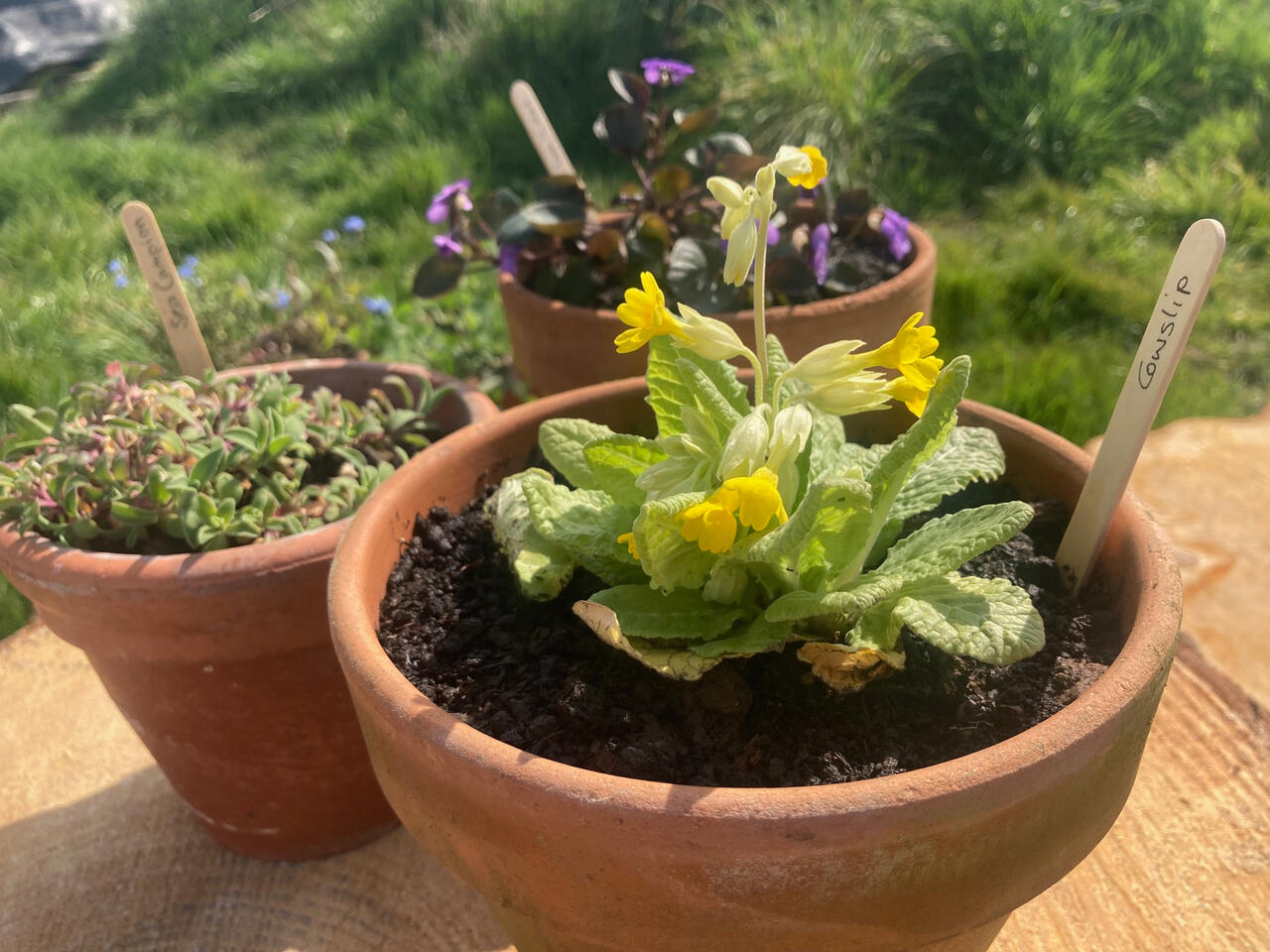 Terracotta potted plants Ideal for gifts, patios and balconies. £12