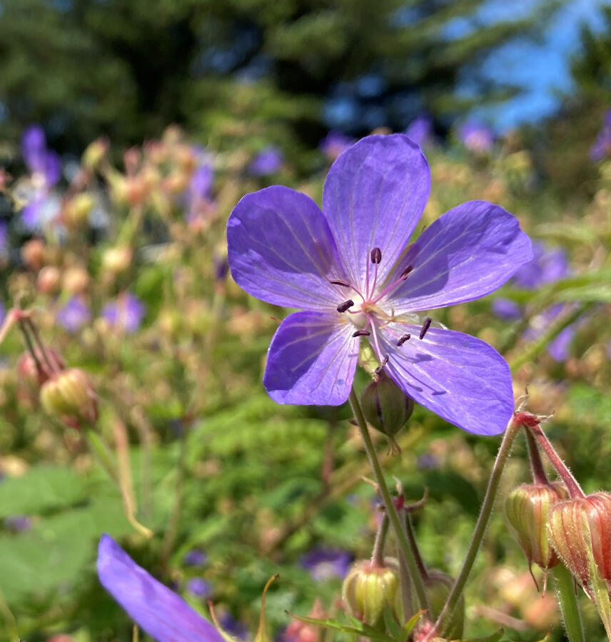 Meadow cranesbill Geranium pratense