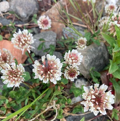 White clover Trifolium repens
