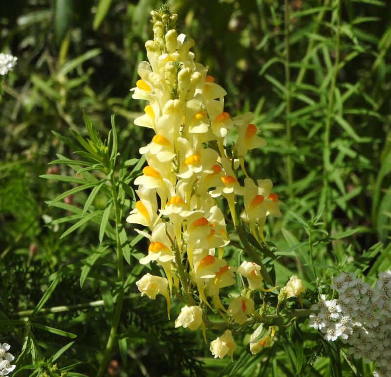 Common toadflax Linaria vulgaris