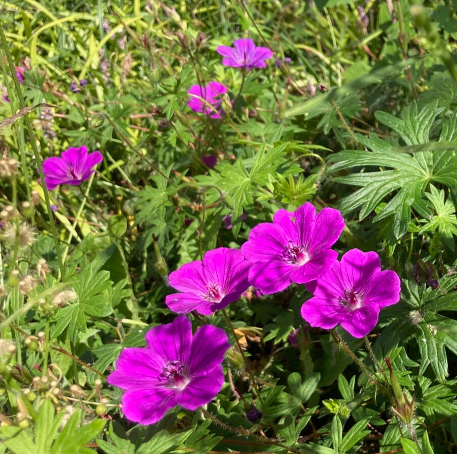 Bloody cranesbill Geranium sanguineum